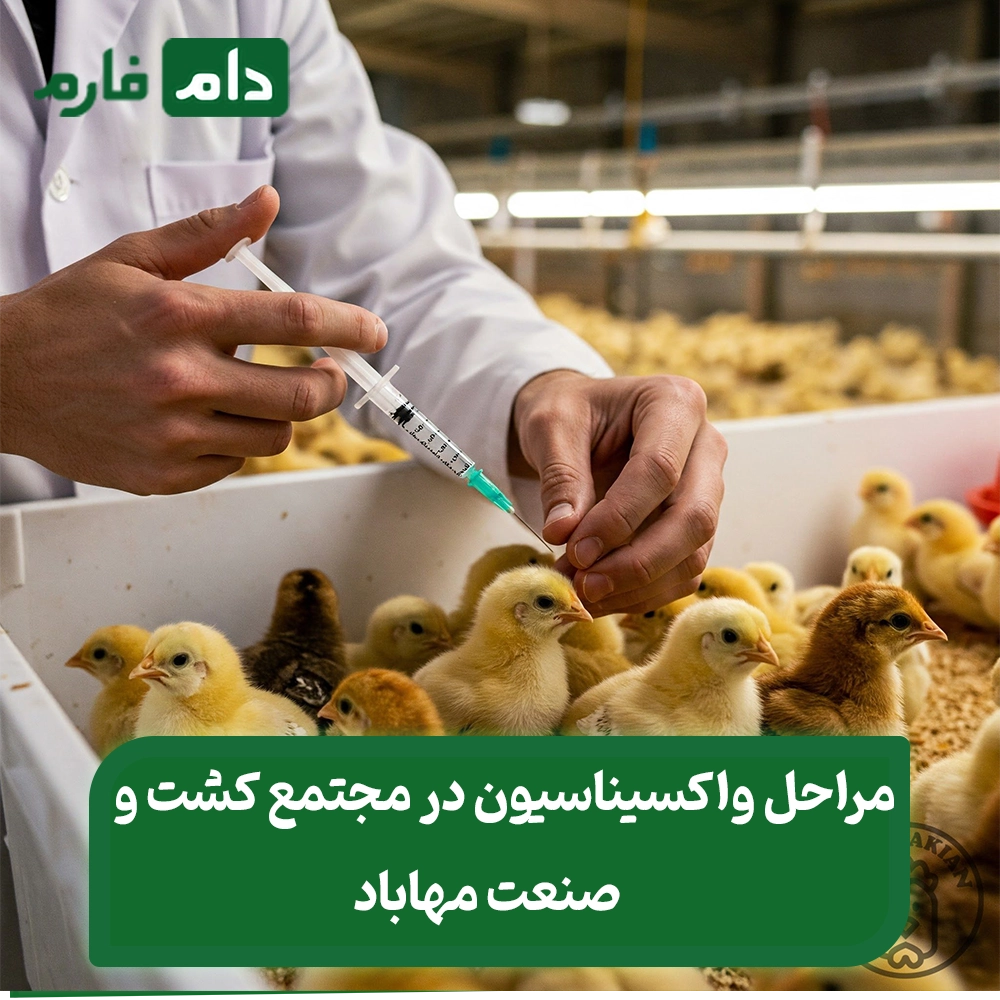 Buying-one-day-old-chicks-from-Mahabad-Agro-Industrial-Complex-