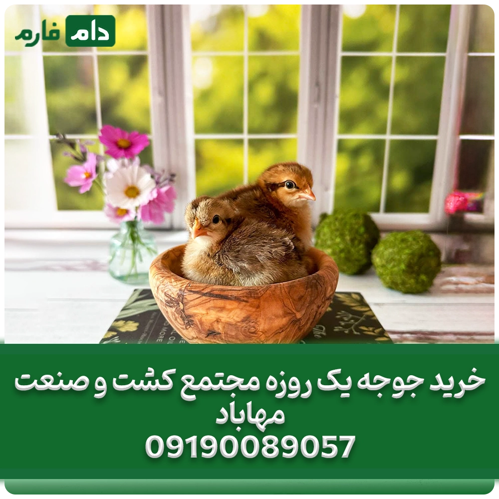 خرید_جوجه_یک_روزه_مجتمع_کشت_و_صنعت_مهاباد_09190089057