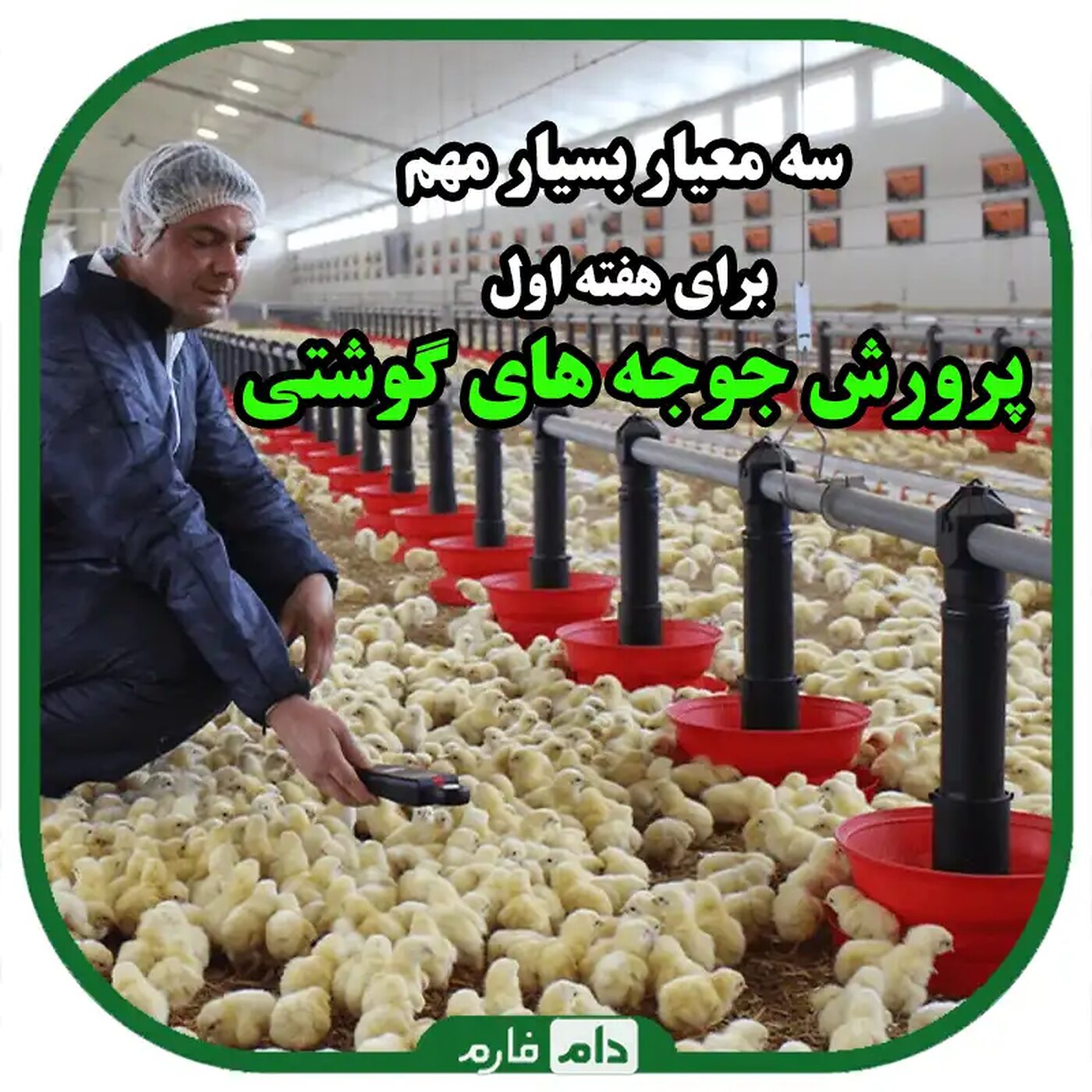 بهترین_روش_ها_برای_مدیریت_روزهای_اول_جوجه_های_گوشتی