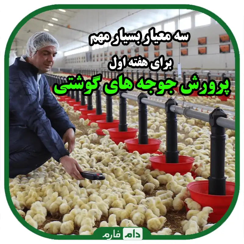 بهترین_روش_ها_برای_مدیریت_روزهای_اول_جوجه_های_گوشتی