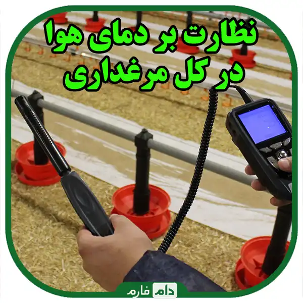 Best-practices-for-managing-the-first-days-of-broilers