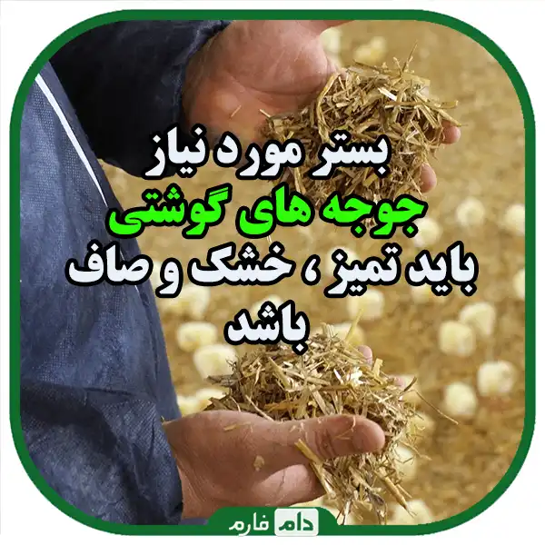 Best-practices-for-managing-the-first-days-of-broilers