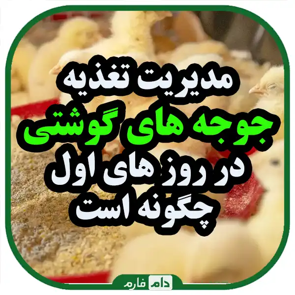 Best-practices-for-managing-the-first-days-of-broilers