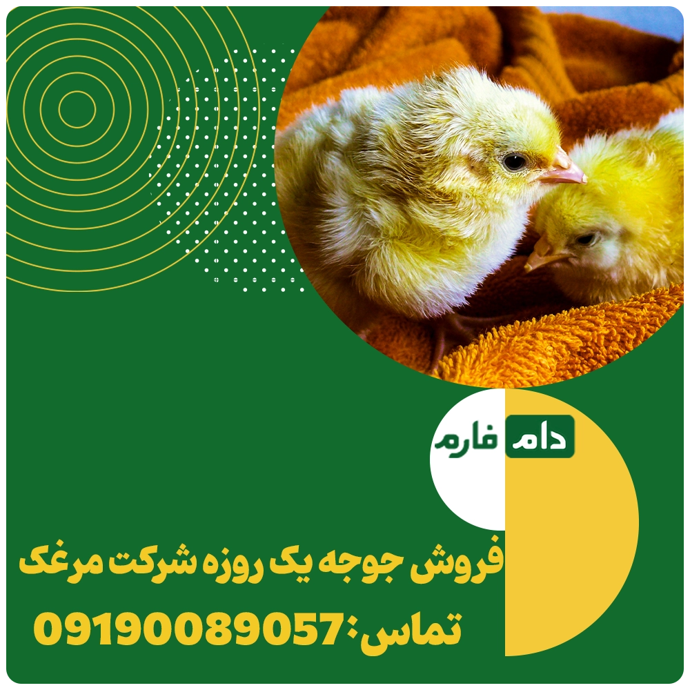 فروش_جوجه_یک_روزه_شرکت_مرغک09190089057