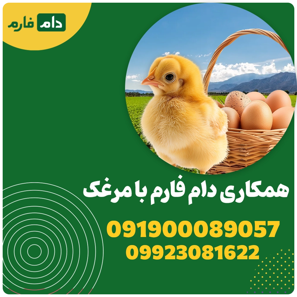 Selling-one-day-old-chicks-from-Marhak-Company
