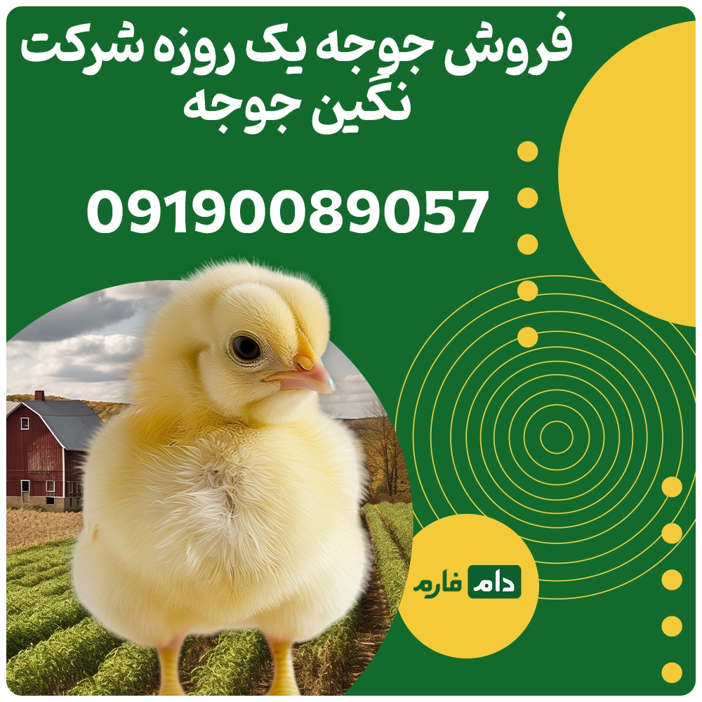 فروش_جوجه_یک_روزه_شرکت_نگین_جوجه_۰۹۱۹۰۰۸۹۰۵۷