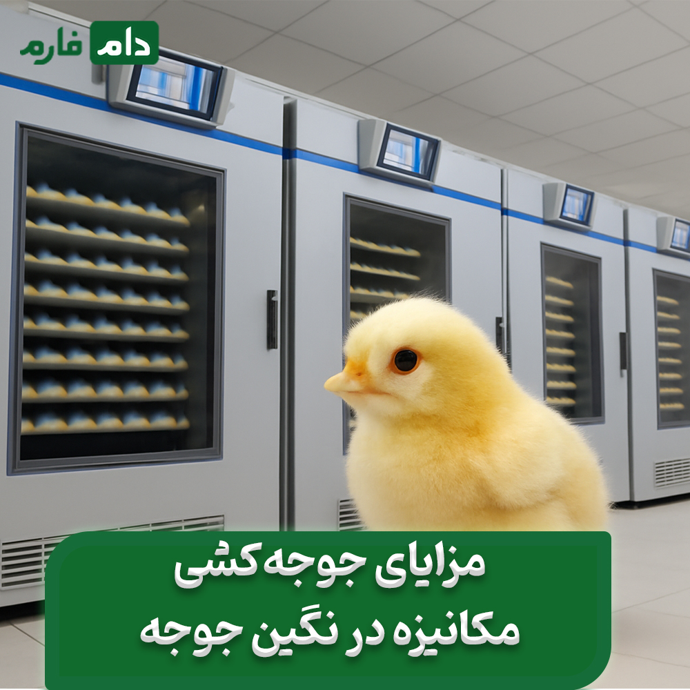 Selling-one-day-old-chicks-from-Joje-Negin-Company