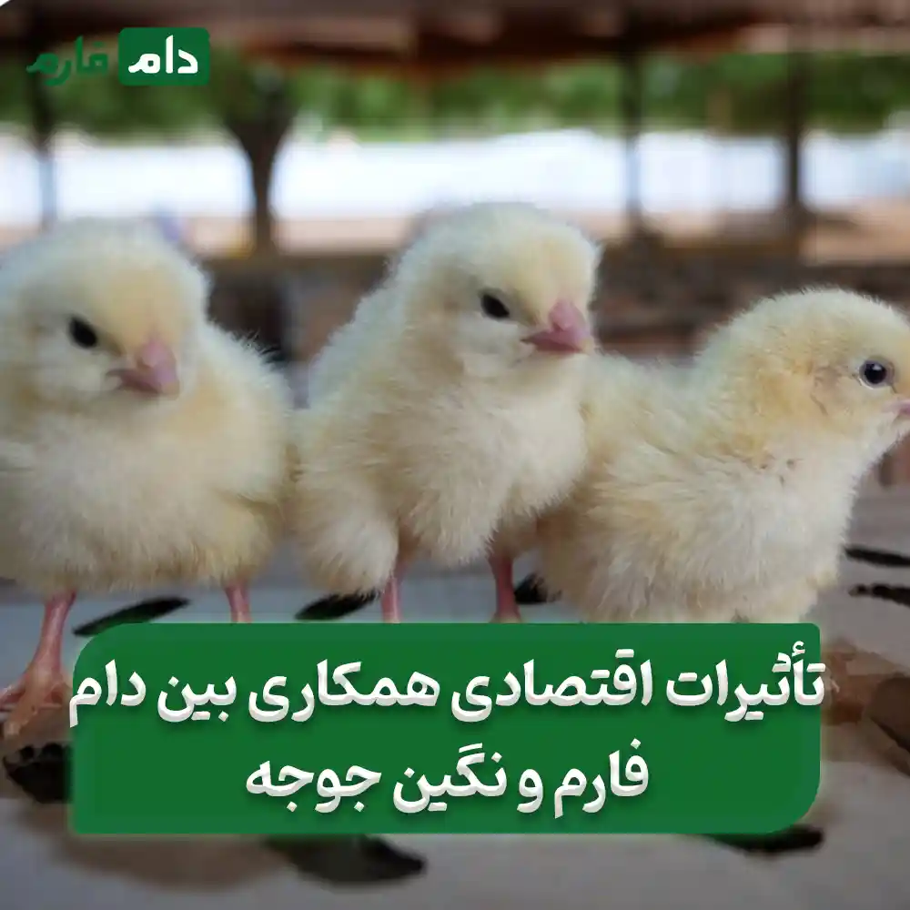 Selling-one-day-old-chicks-from-Joje-Negin-Company