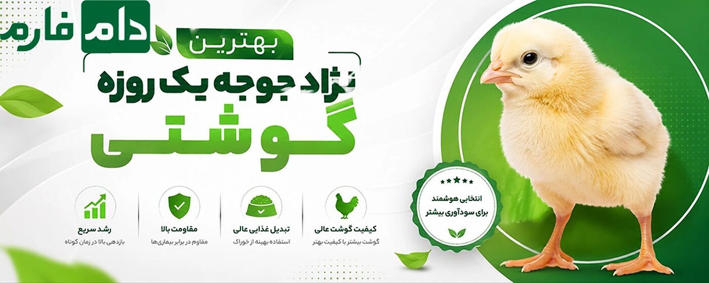 بهترین_نژاد_جوجه_یک_روزه_گوشتی