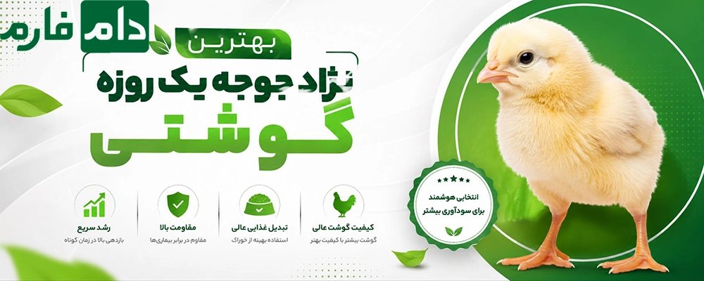 بهترین_نژاد_جوجه_یک_روزه_گوشتی