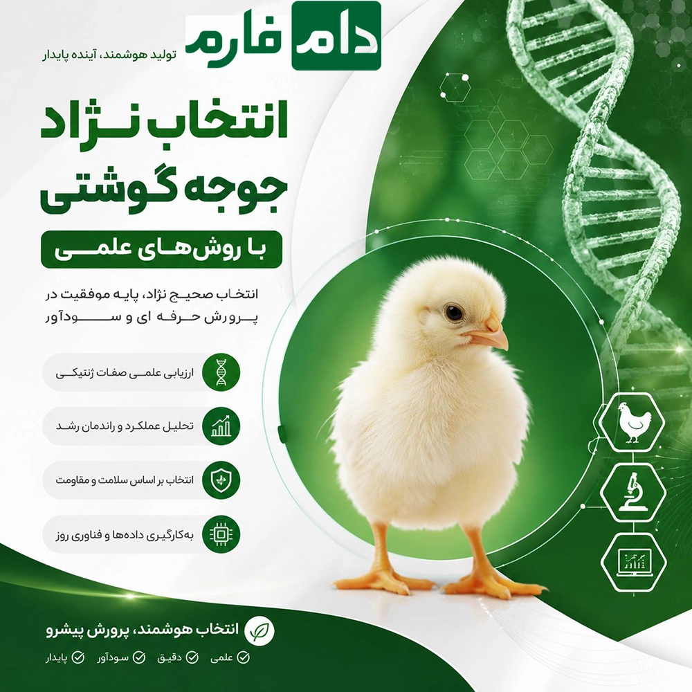 Which-Broiler-Breed-is-the-Best-A-Complete-Comparison-of-Breeds-for-Greater-Profitability