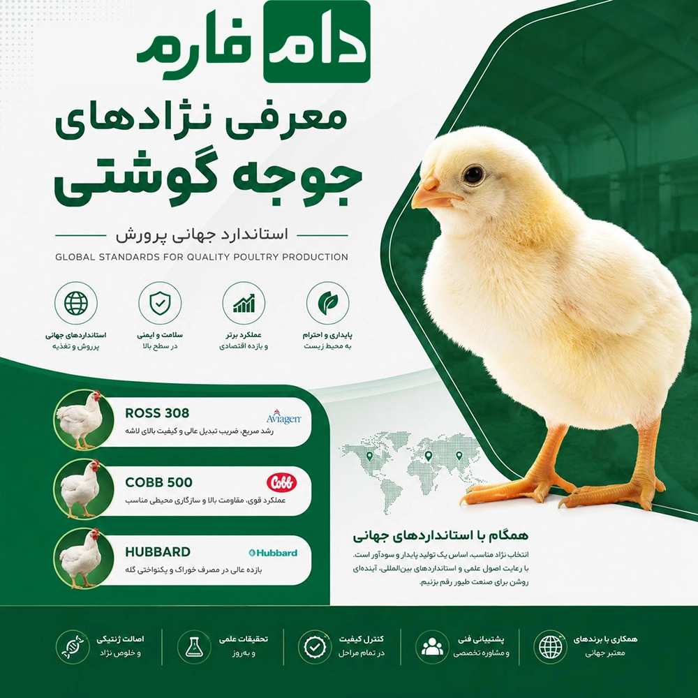 Which-Broiler-Breed-is-the-Best-A-Complete-Comparison-of-Breeds-for-Greater-Profitability
