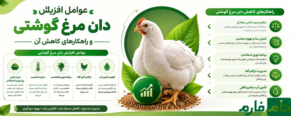 عوامل افزایش دان مرغ گوشتی و راهکارهای کاهش آن
