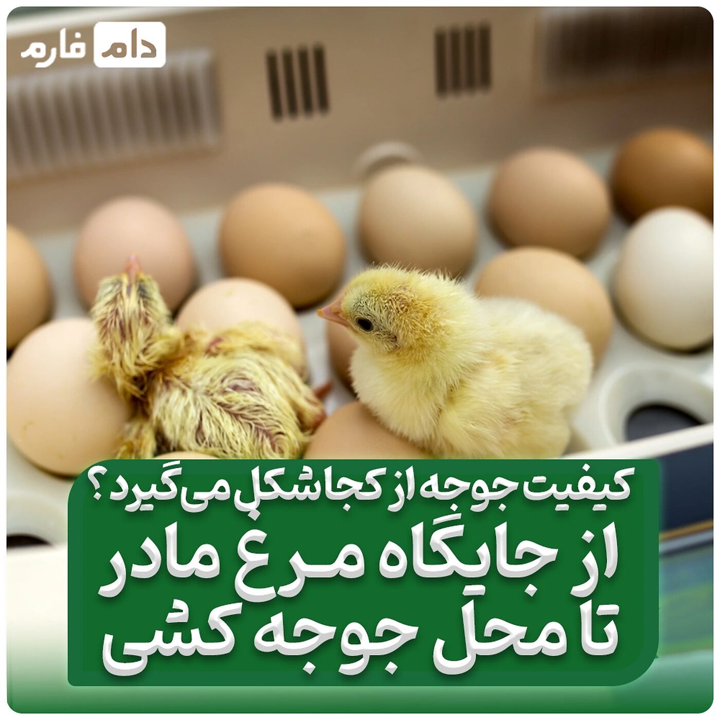کیفیت_جوجه_از_کجا_شکل_می‌گیرد؟_از_جایگاه_مرغ_مادر_تا_محل_هچری