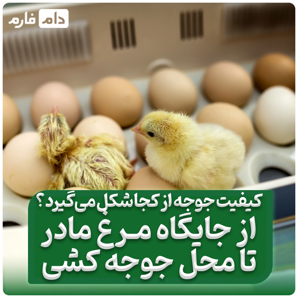 کیفیت_جوجه_از_کجا_شکل_می‌گیرد؟_از_جایگاه_مرغ_مادر_تا_محل_هچری