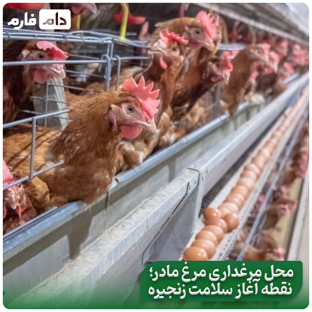 Where-does-the-quality-of-the-chick-come-from-From-the-mother-hen's-place-to-the-hatcher