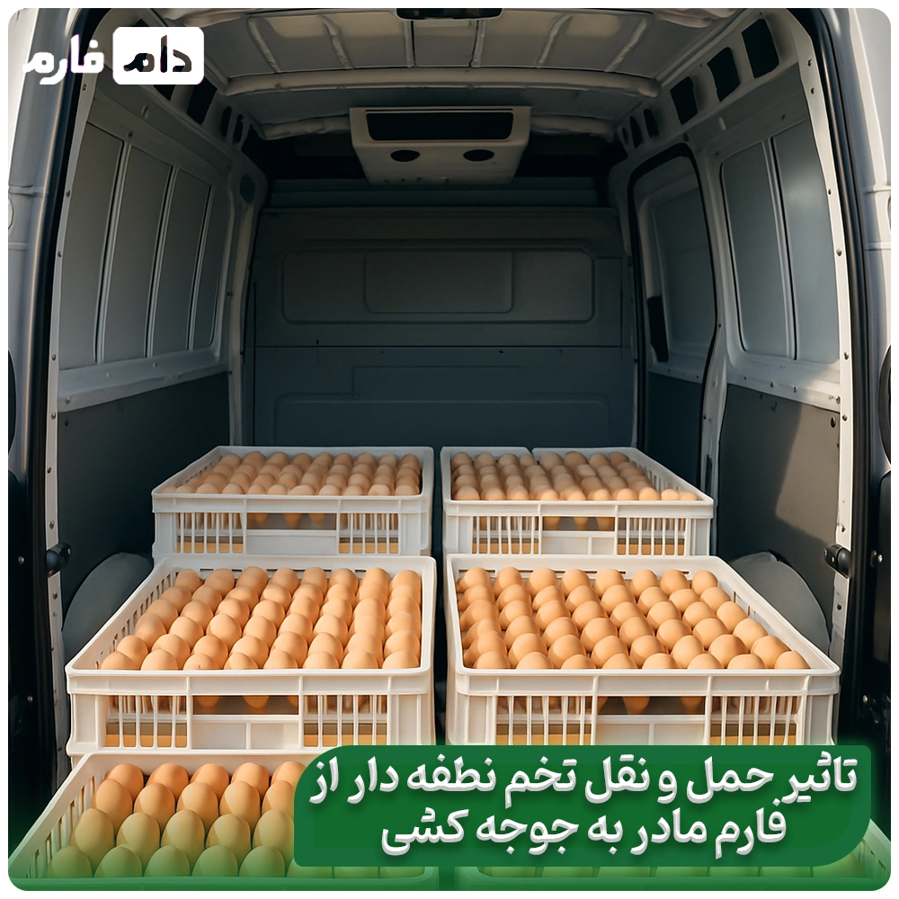 Where-does-the-quality-of-the-chick-come-from-From-the-mother-hen's-place-to-the-hatcher