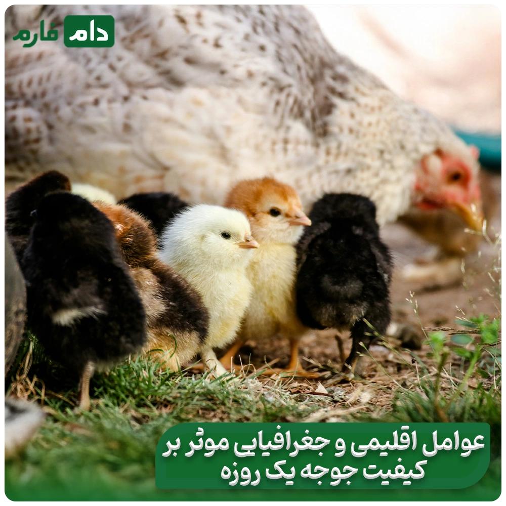 Where-does-the-quality-of-the-chick-come-from-From-the-mother-hen's-place-to-the-hatcher