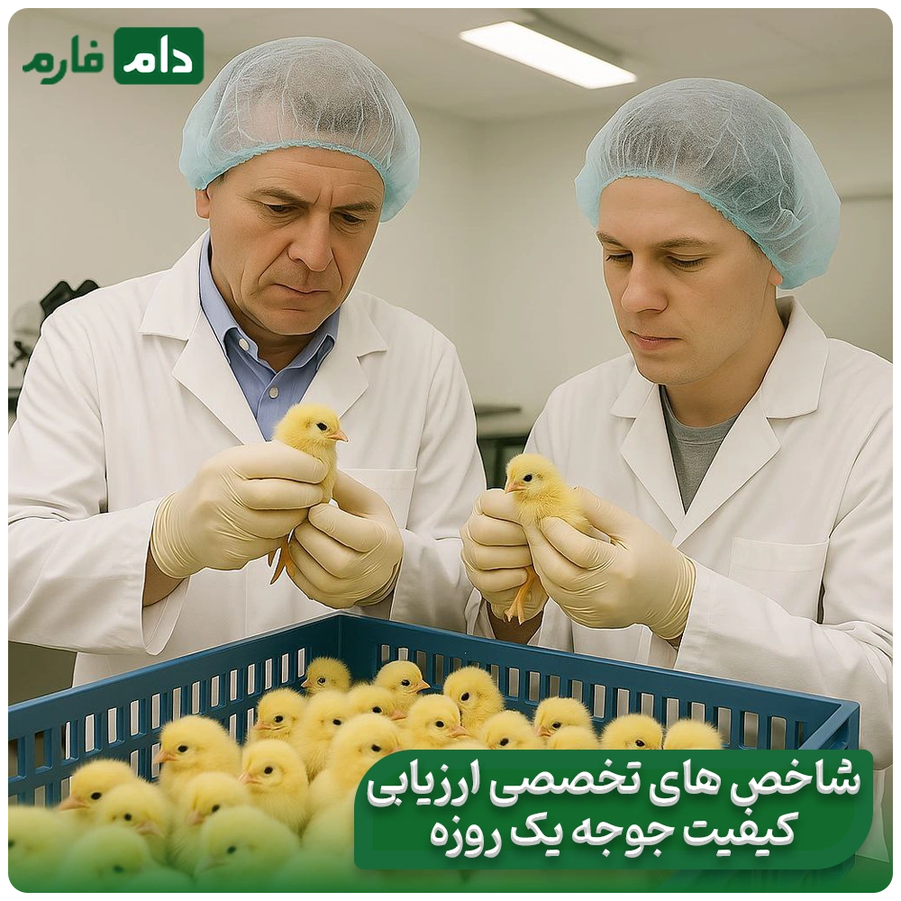 Where-does-the-quality-of-the-chick-come-from-From-the-mother-hen's-place-to-the-hatcher