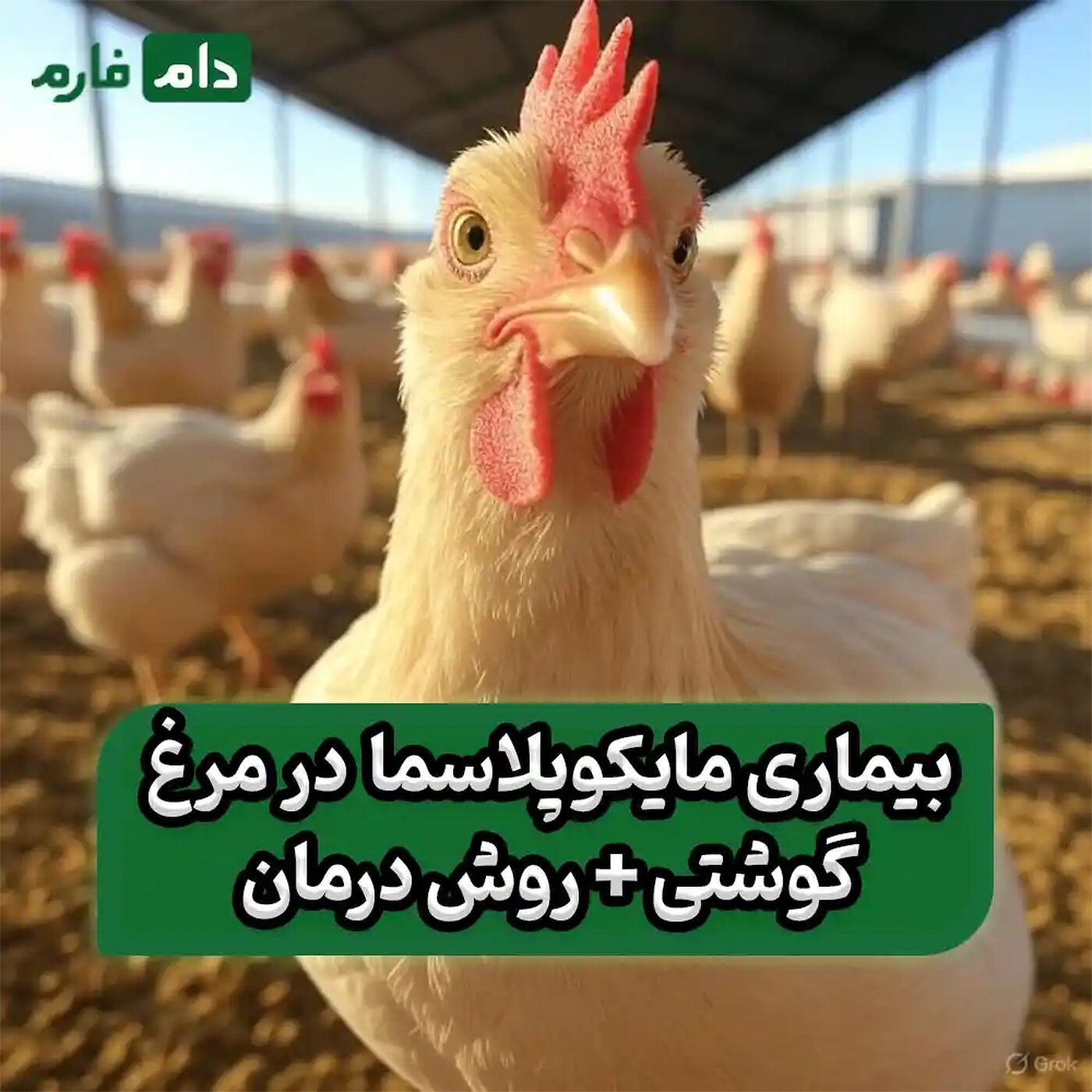 بیماری_مایکوپلاسما_در_مرغ_گوشتی_+_روش_درمان