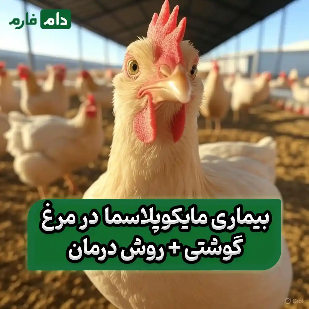 بیماری_مایکوپلاسما_در_مرغ_گوشتی_+_روش_درمان