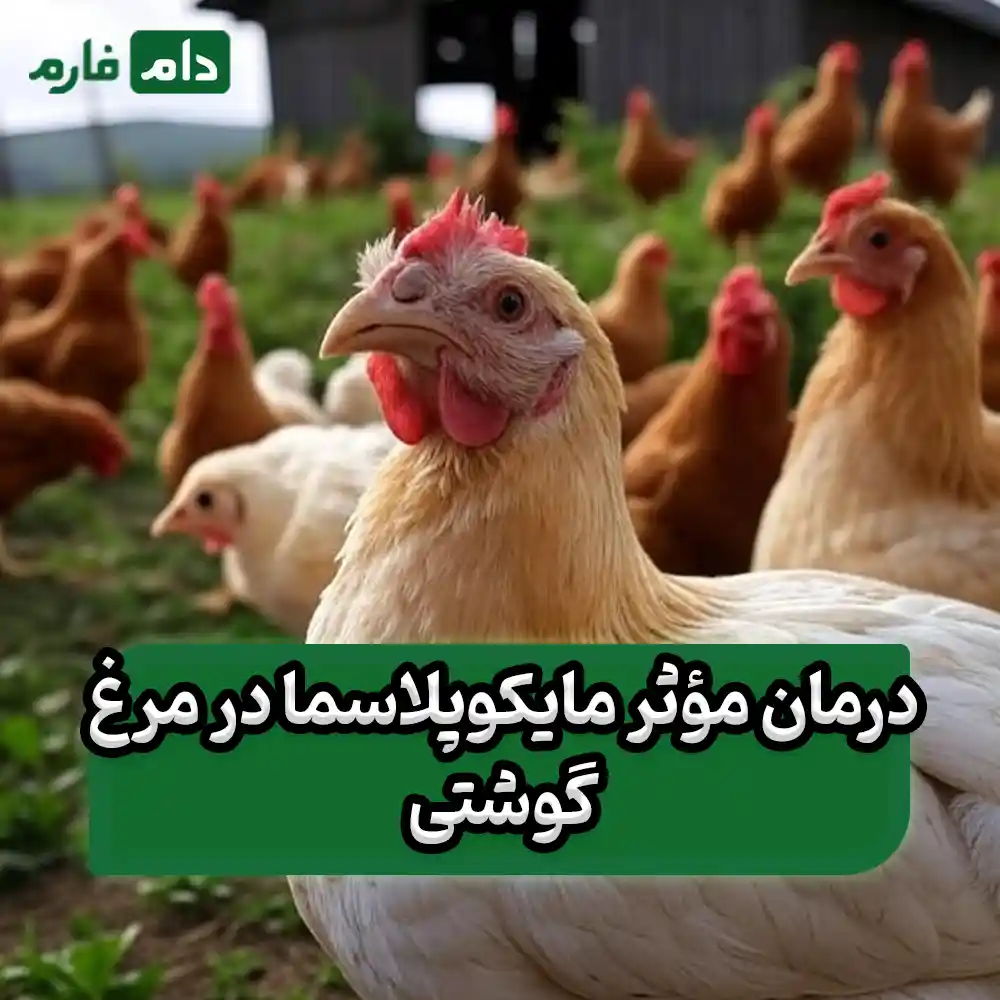 Mycoplasma-disease-in-broiler-chickens