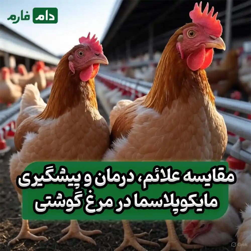 Mycoplasma-disease-in-broiler-chickens