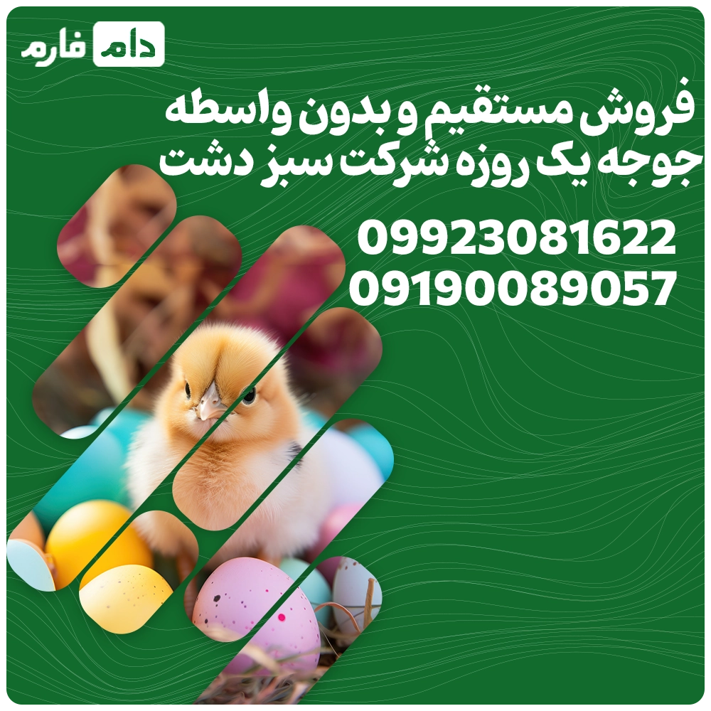 فروش_جوجه_سبزدشت_09190089057