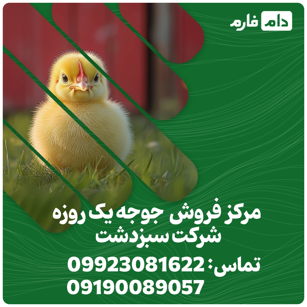 Selling-one-day-old-chicks-from-Sabzdasht-Agriculture-and-Industry-Company