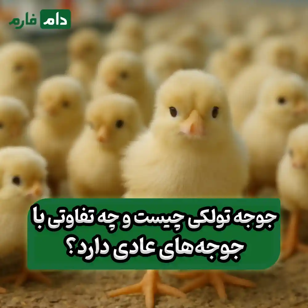 Buy-one-day-old-Tolki-chicks-09190089057