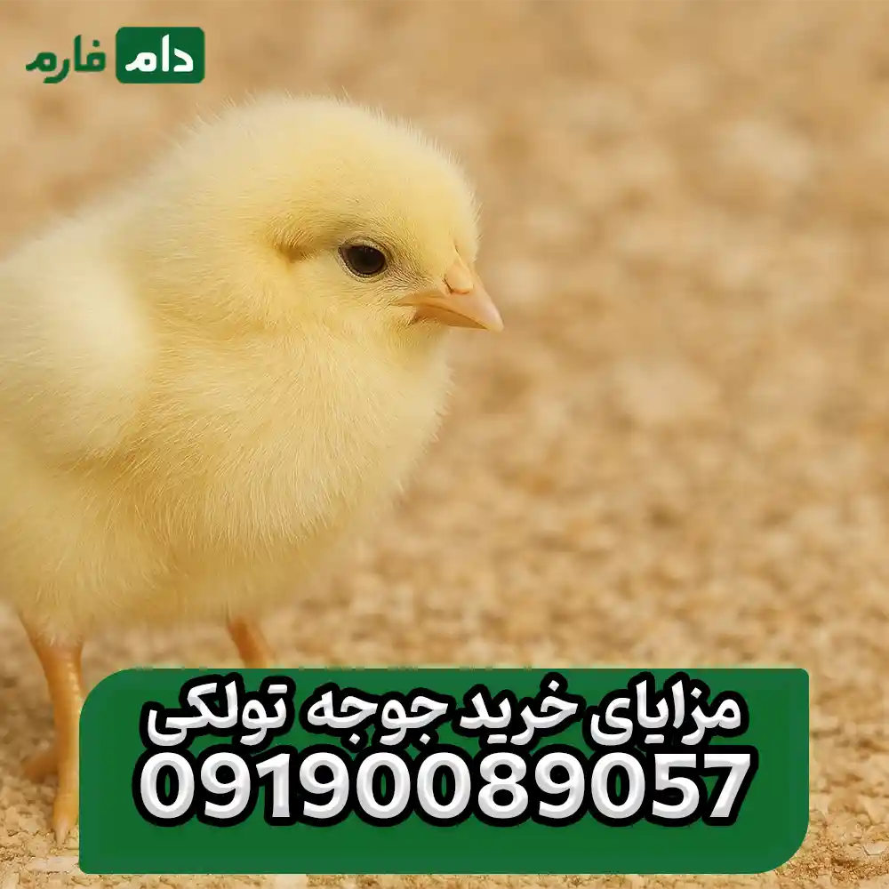 Buy-one-day-old-Tolki-chicks-09190089057