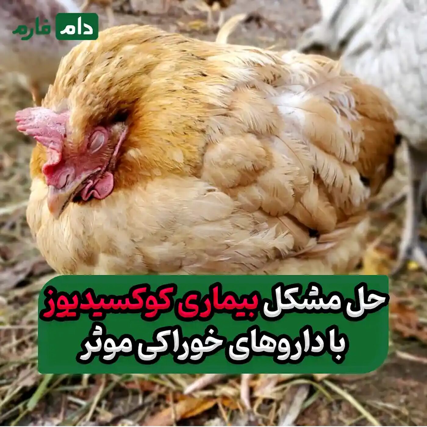 بهترین_داروهای_خوراکی_برای_درمان_کوکسیدیوز_پیشرفته_مرغ_گوشتی