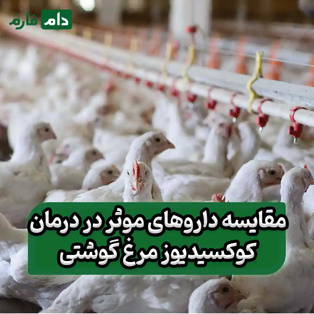 The-best-oral-medications-for-treating-advanced-coccidiosis-in-broilers