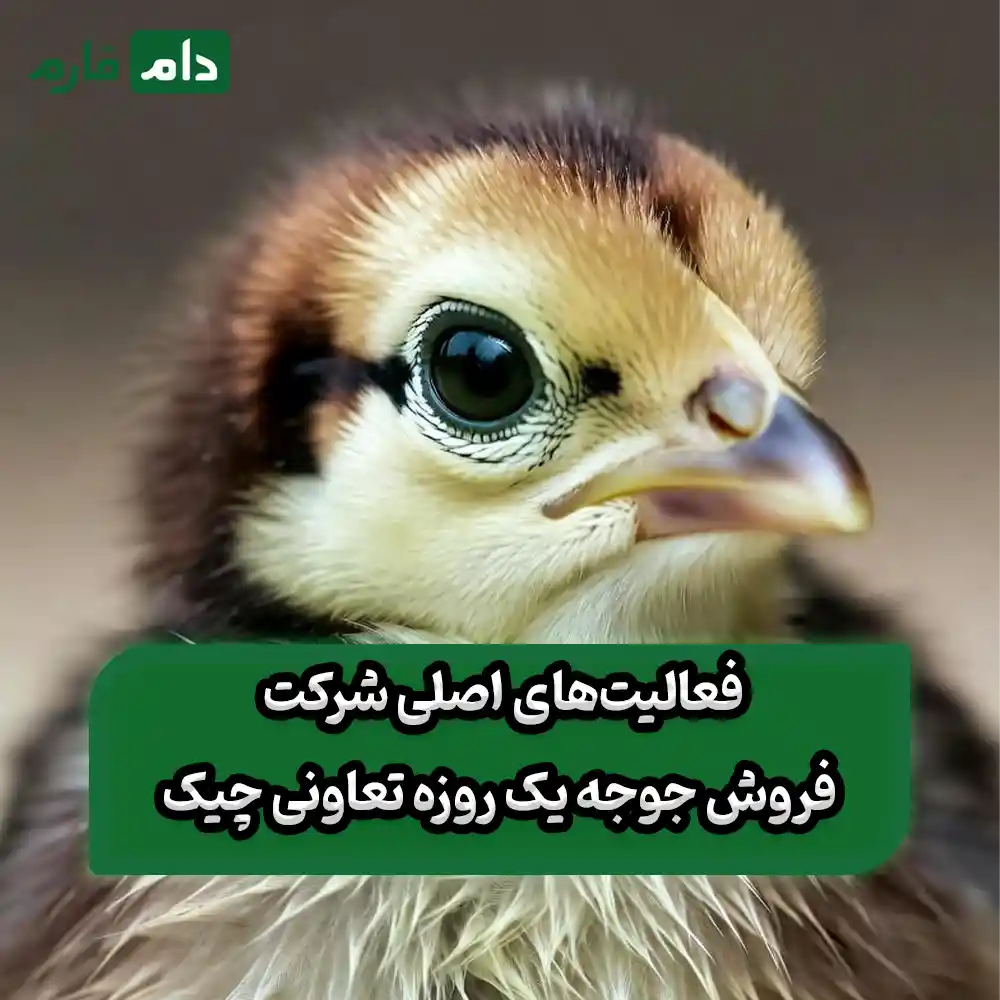 Chick-Cooperative,-a-day-old-chick-sales-company,-0910089057