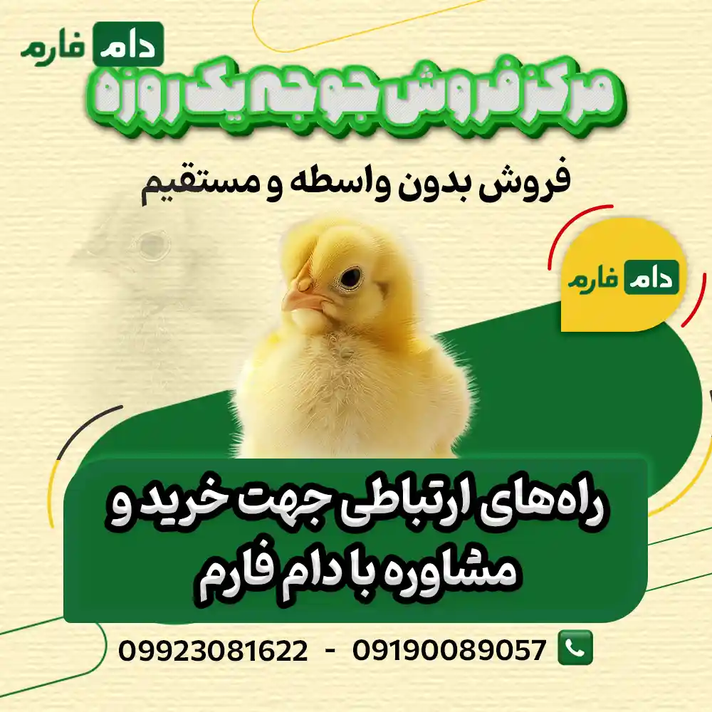 Chick-Cooperative,-a-day-old-chick-sales-company,-0910089057