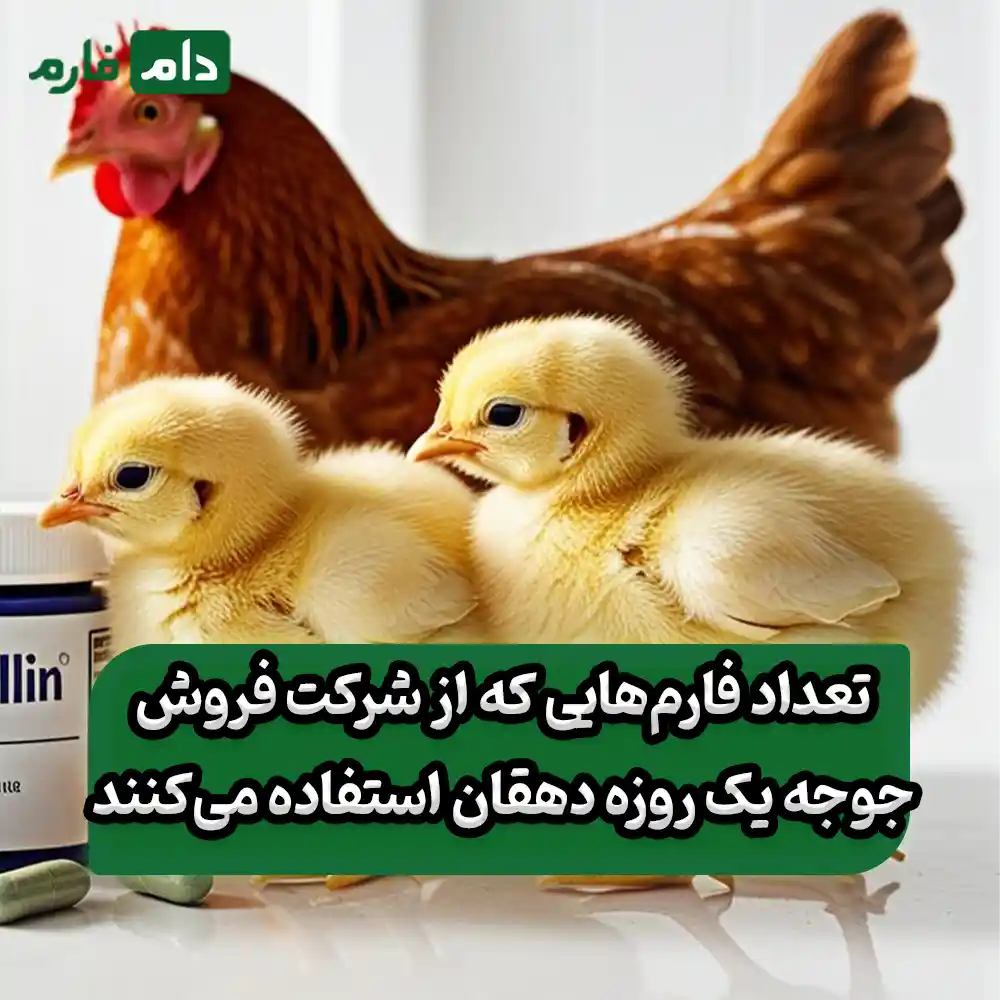 Selling-one-day-old-chicks-from-Dehghan-Company-09190089057