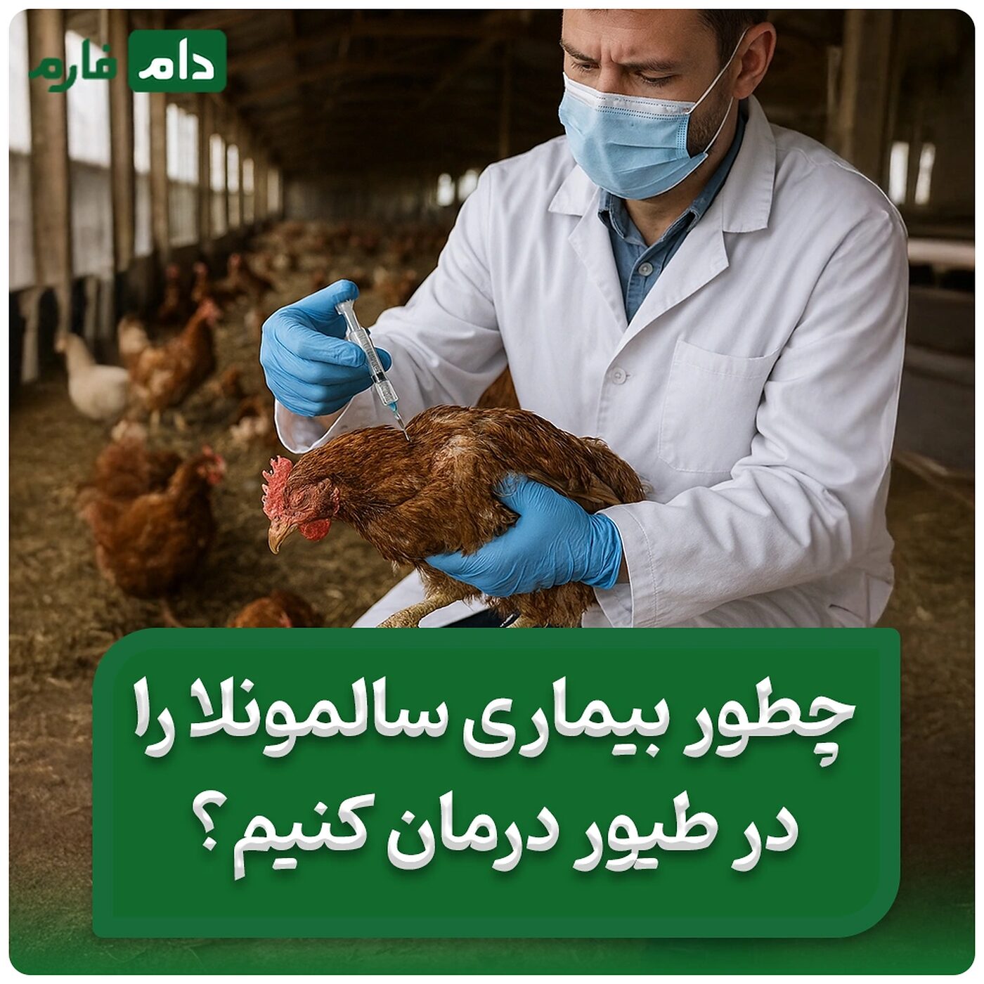 3_درمان_قطعی_بیماری_سالمونلا_در_طیور_