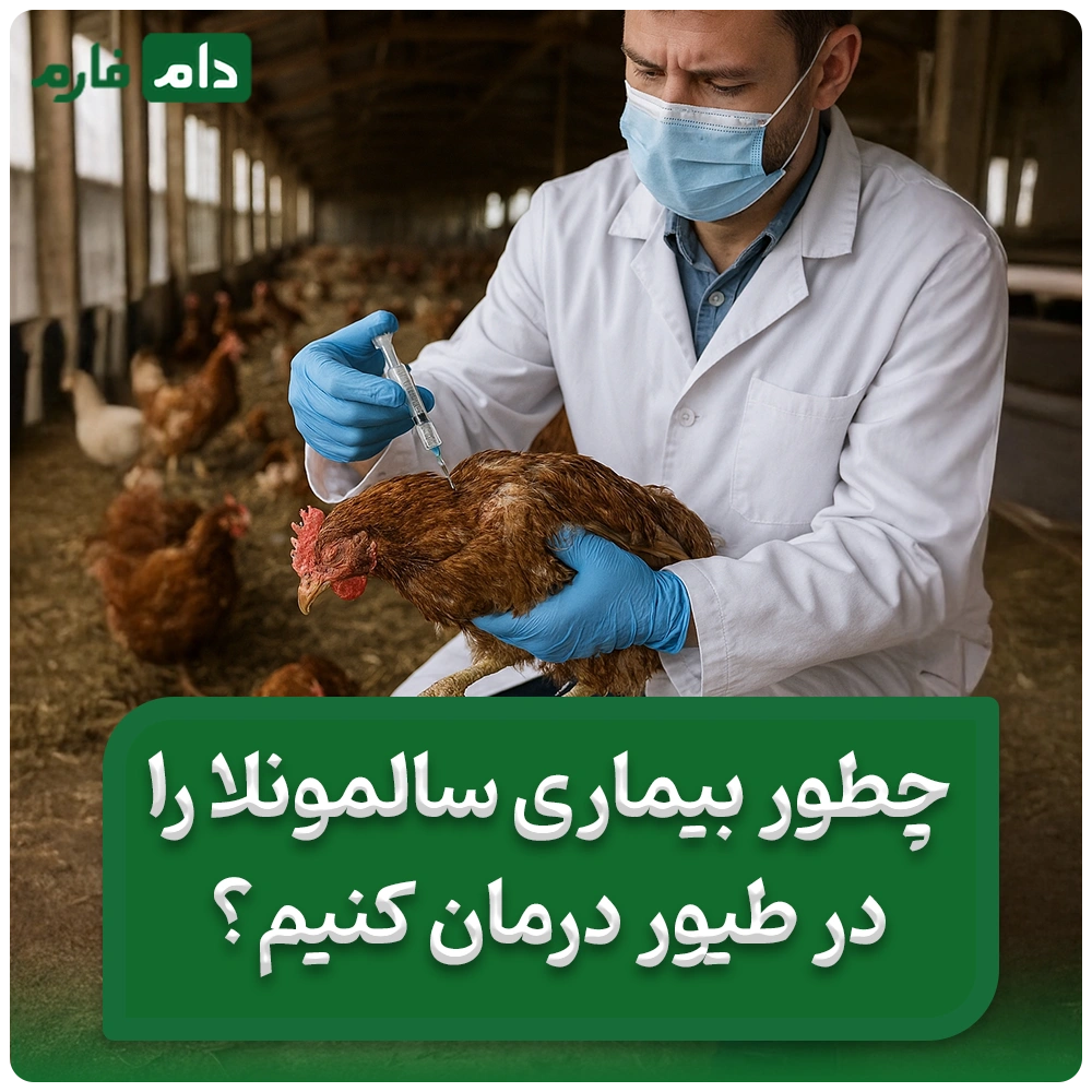 3_درمان_قطعی_بیماری_سالمونلا_در_طیور_
