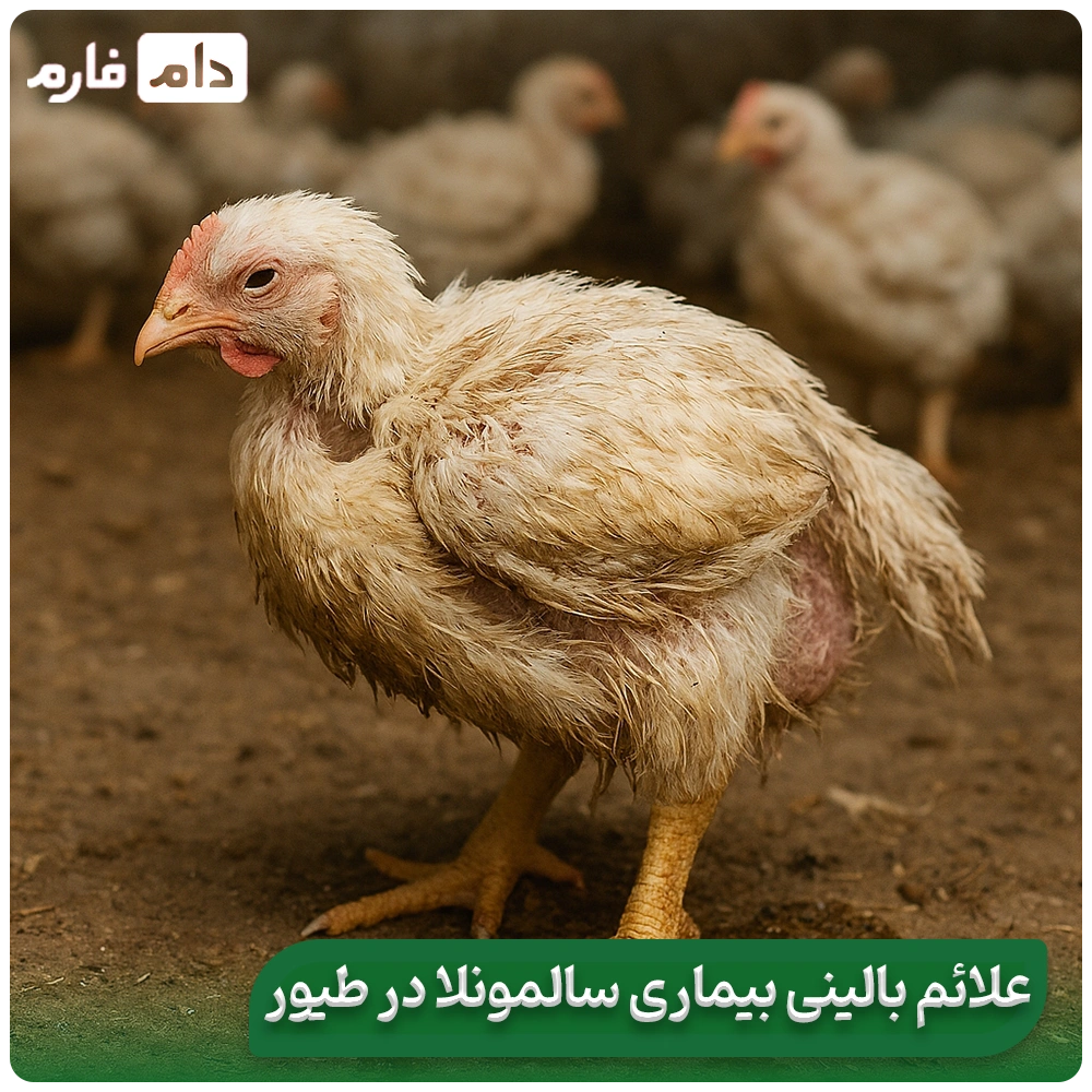 Causes-and-treatment-of-salmonella-disease-in-poultry-and-poultry-farming