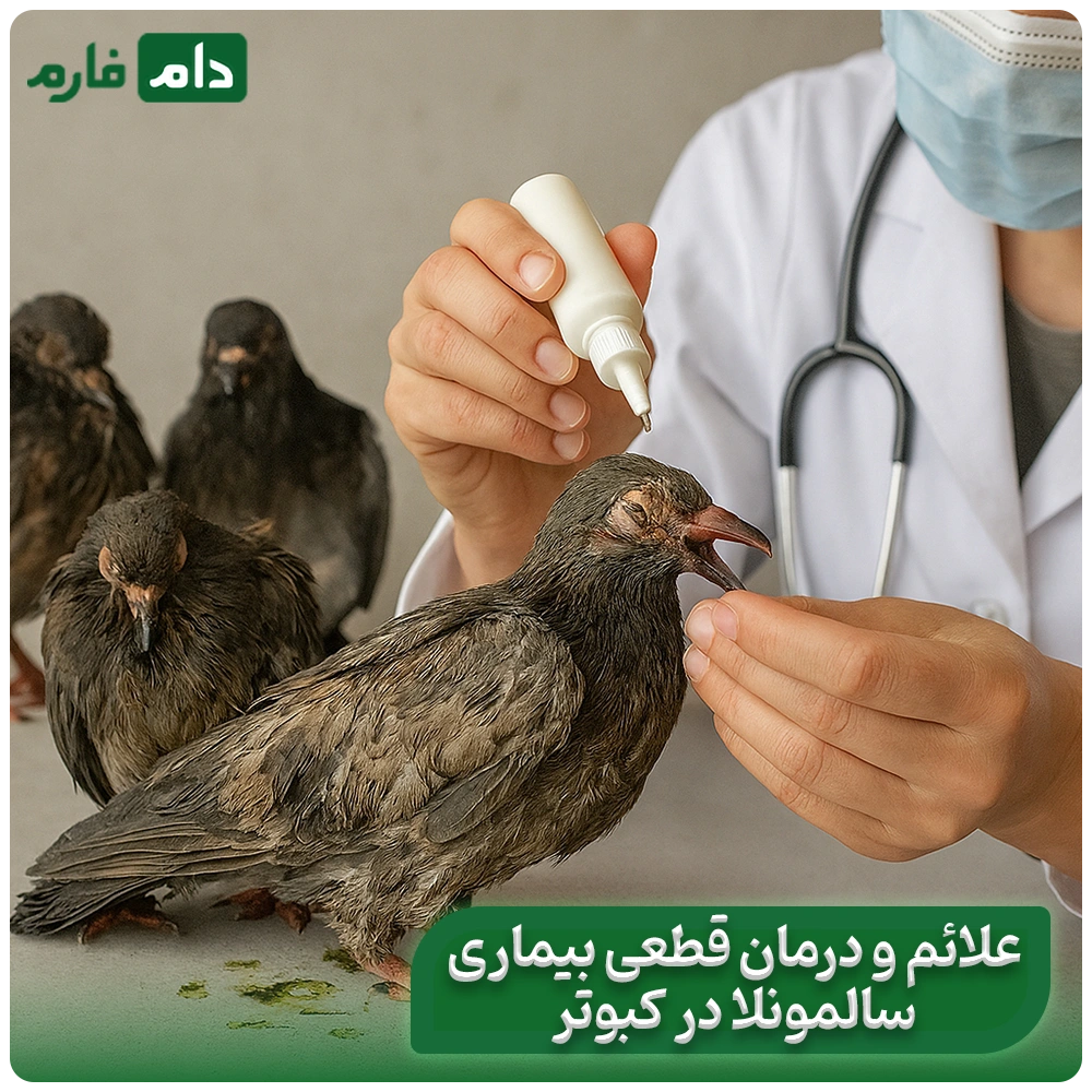 Causes-and-treatment-of-salmonella-disease-in-poultry-and-poultry-farming