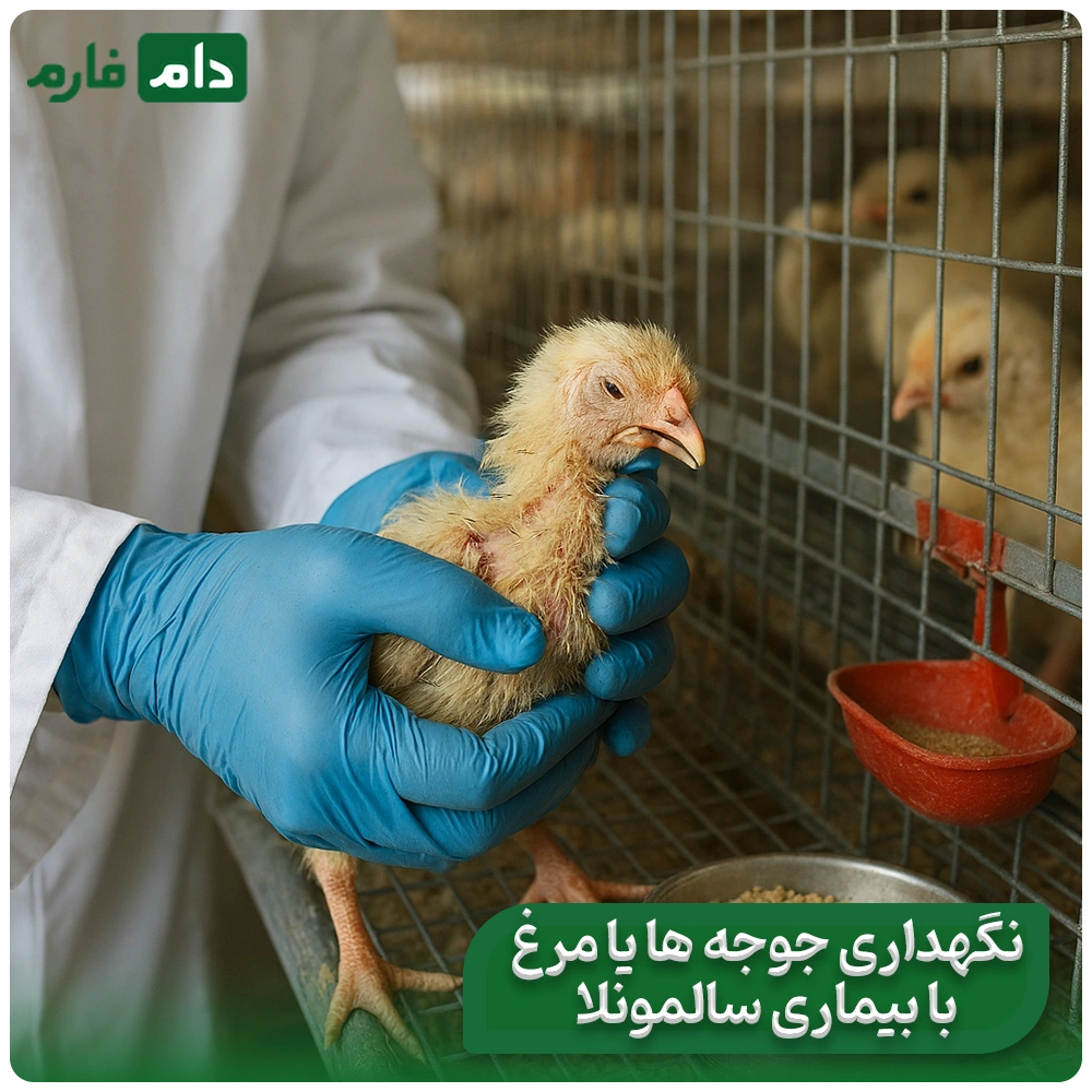 Causes-and-treatment-of-salmonella-disease-in-poultry-and-poultry-farming