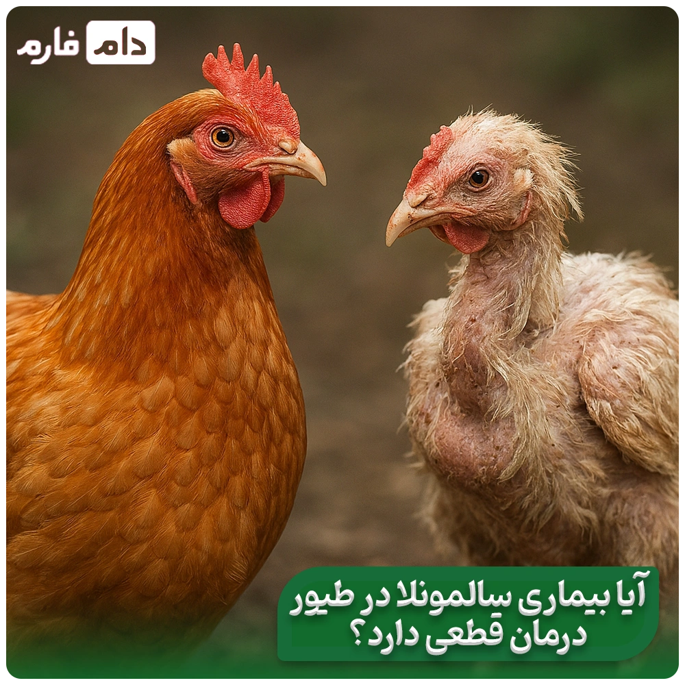 Causes-and-treatment-of-salmonella-disease-in-poultry-and-poultry-farming