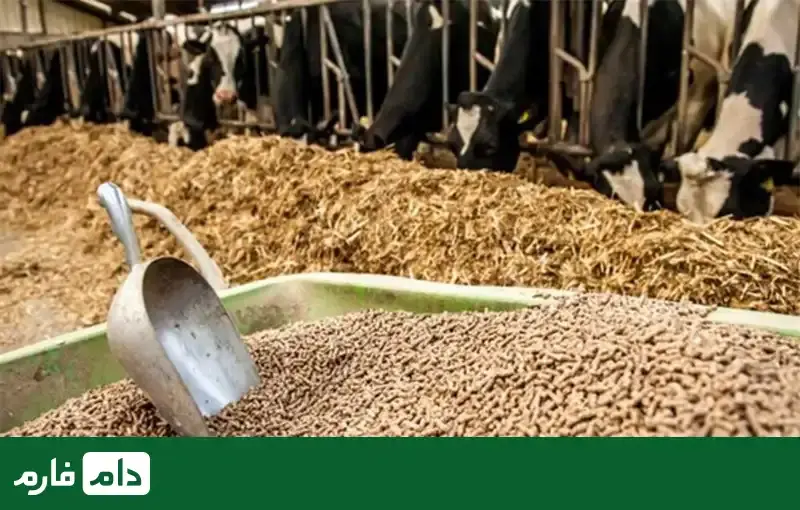 Feeding-animals,-types-of-feed-and-their-nutritional-value