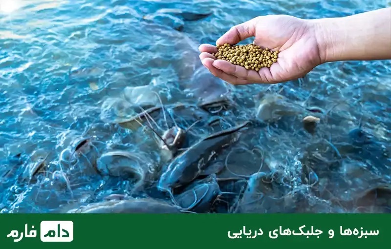 Feeding-animals,-types-of-feed-and-their-nutritional-value