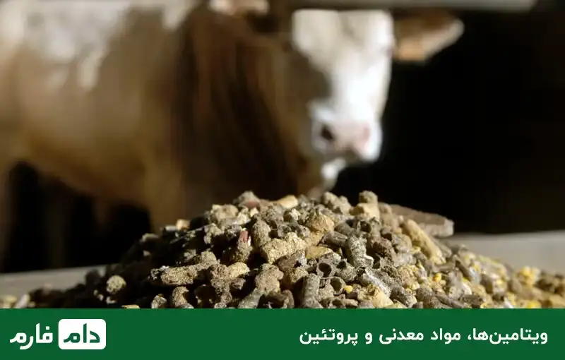 Feeding-animals,-types-of-feed-and-their-nutritional-value