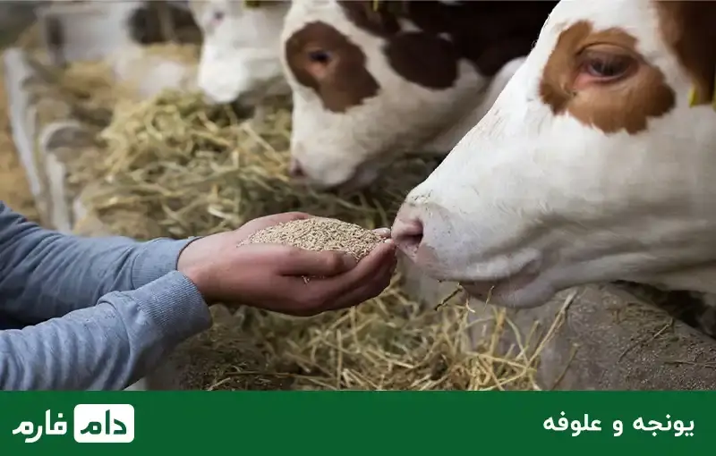 Feeding-animals,-types-of-feed-and-their-nutritional-value