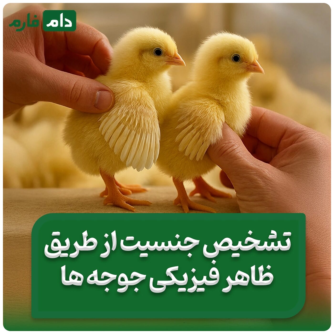 تعیین_جنسیت_جوجه_های_یک_روزه_|_نحوه_تشخیص_دقیق_مرغ_یا_خروس_بودن_جوجه