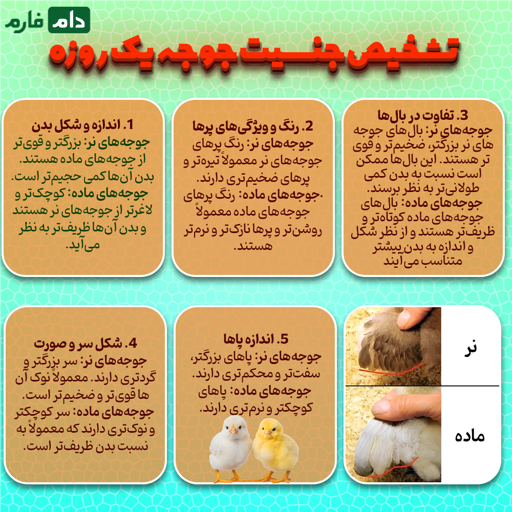 taein-jensit-jujeh-cpehei-yek-ruzeh