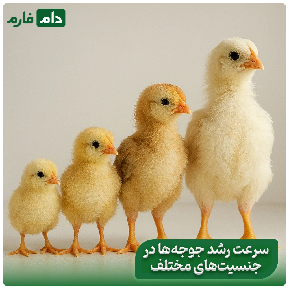 taein-jensit-jujeh-cpehei-yek-ruzeh