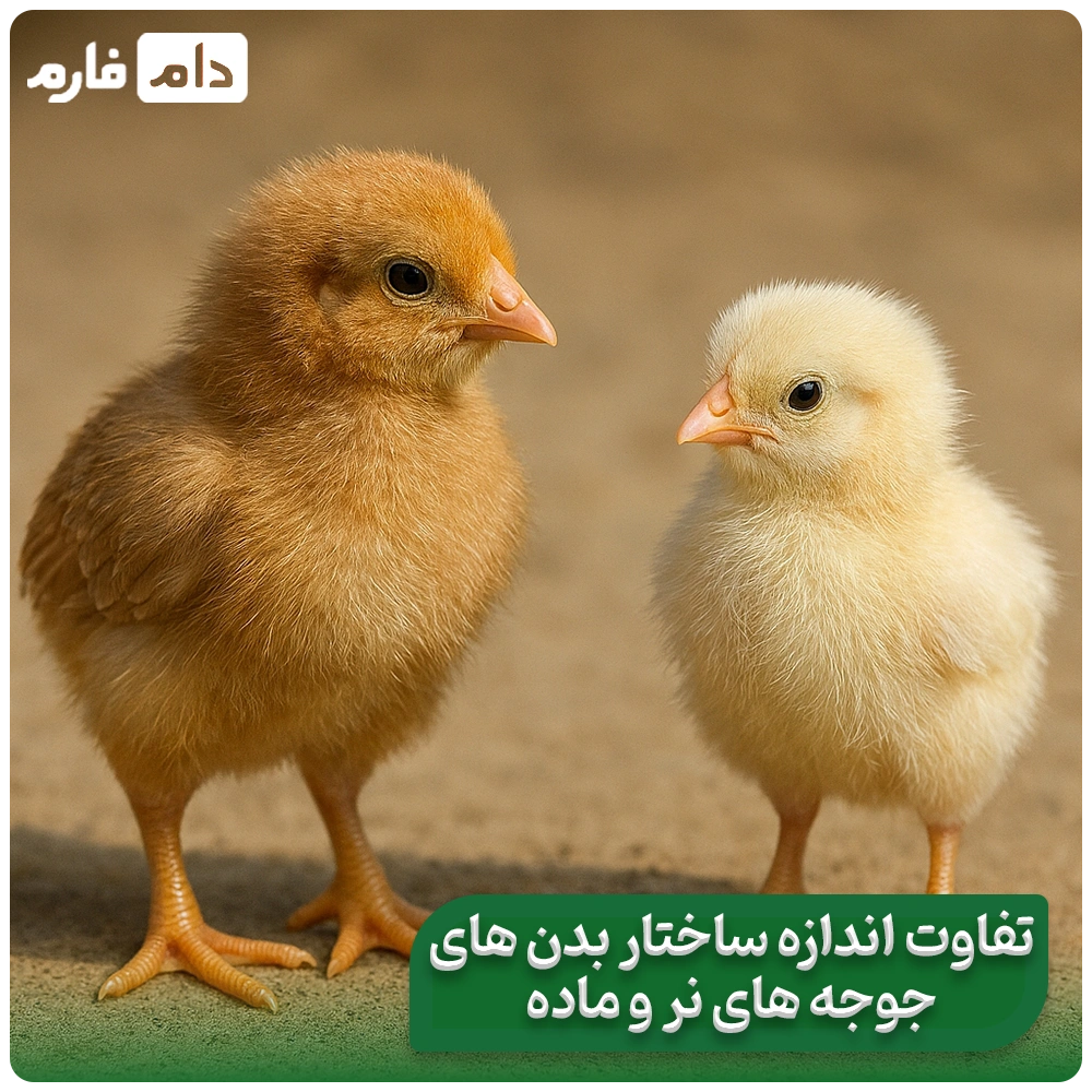 taein-jensit-jujeh-cpehei-yek-ruzeh